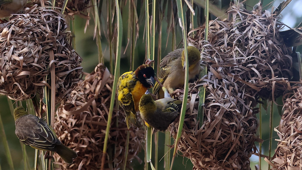 Village Weaver